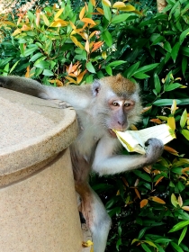 Curious Monkey - Kuala Lumpur