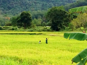 Langkawi Rice Fields