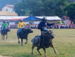 El Nido - Water buffalo races