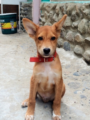 Puppy in El Nido Palawan