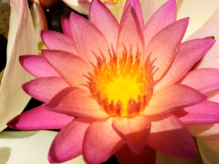 Lotus flower in Kula