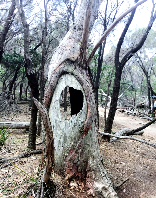 Hollow tree 